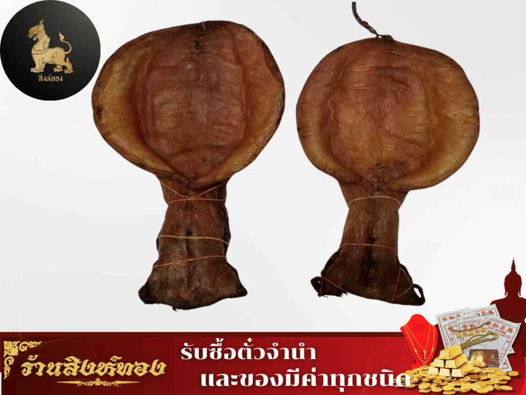 กระเพาะปลาเก่า กระเพาะปลาเก่า